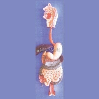 Human Digestive System, 3 Parts Human Digestive System, 3 Parts